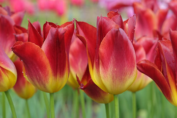 Red and yellow lily flowering Tulip, tulipa ‘Striking Match’ in flower.