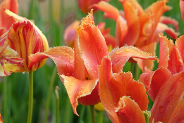 Orange fringed Tulip, tulipa ‘Alexandrine’ in flower.