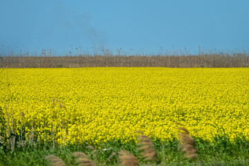 Yellow fields of rapeseed colza (Brassica napus var. oleifera), canola flowers on southern plains,...