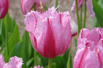 Pink and red fringed bi coloured Tulip, tulipa ‘Burning Fire’ in flower.