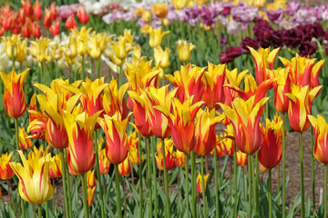 Bright yellow and red lily flowered bi coloured Tulip, tulipa ‘Fire Wings’ in flower.