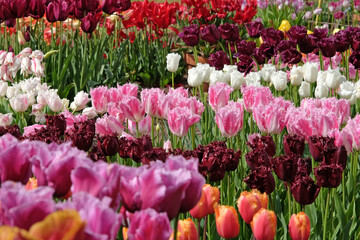 Pink and white bi colour fringed Tulip, tulipa ‘Huis Ten Bosch’ in flower.