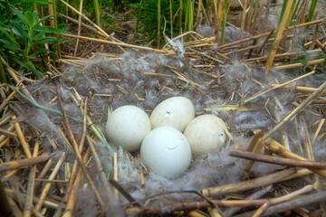 Time of birth. Greylag goose (Anser anser) eggs have hatched and in day chicks will be born. Crack...