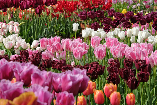 Pink and white bi colour fringed Tulip, tulipa &lsquo;Huis Ten Bosch&rsquo; in flower.