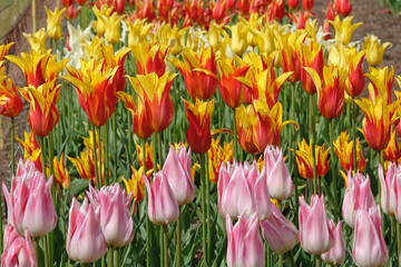 Bright yellow and red lily flowered bi coloured Tulip, tulipa ‘Fire Wings’ in flower.