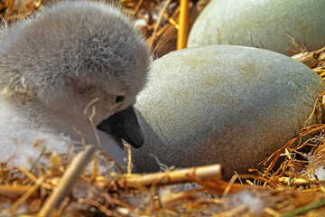 The process of hatching cygnets (Cygnus olor) from an egg in nest. One chick was born. Egg and...