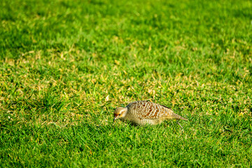 Abu Dhabi, Arab Emirates, January. Grey Francolin (Francolinus pondicerianus) on winter place in Arabian deserts, desertscape, feeding in leafless shrubs neighborhoods of Abu Dhabi and in city parks
