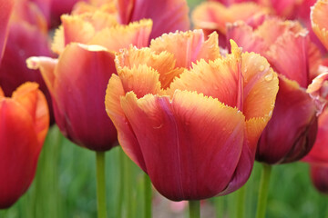 Pink and orange fringed Tulip, tulipa ‘Louvre Orange’ in flower.
