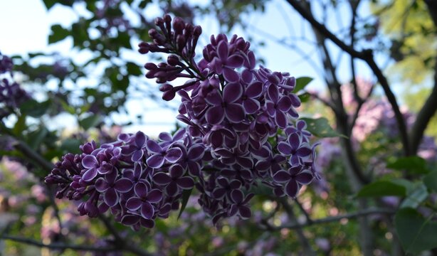Lilac in vitro - grade "Sensation" (Syringe vulgaris Sensation) in the botanical garden