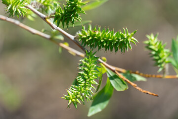 Green inflorescences willow on tree branch in spring close-up. Catkins downy pendulous composed of...