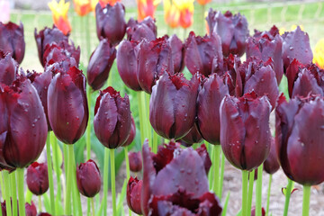 Burgundy black fringed Tulip, tulipa ‘Vincent Van Gogh’ in flower.