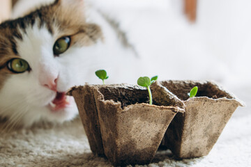 Playful cat curiously sniffs at young seedlings in biodegradable pots, captured in a domestic setting with a focus on nature and pets.
