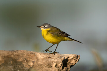 Obraz premium Pliszka żółta, ptak siedzący na kamieniu.