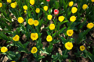 A meadow of yellow tulips. A large flowerbed with yellow tulips.
