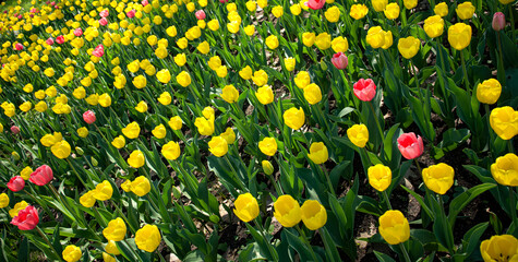 A meadow of yellow tulips. A large flowerbed with yellow tulips.