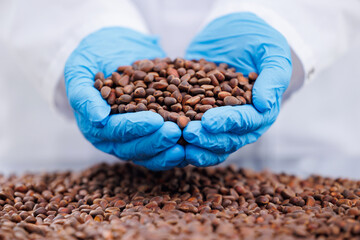 Worker in blue gloves hold cedar nuts, control quality on eco food industry plant