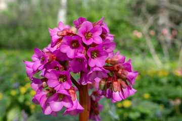 Bergenia purple (bergenia purpurascens) blooms in botanical garden on sunny spring day. Gardening, landscape design