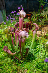 Insectivorous plants Sarracenia rubra in plant terrarium