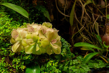 Pinguicula moranensis in large florarium or plant terrarium. Original houseplant
