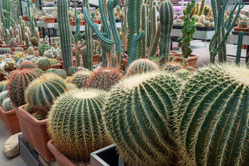Different kinds of cacti in a greenhouse. Green cactus in botanical garden