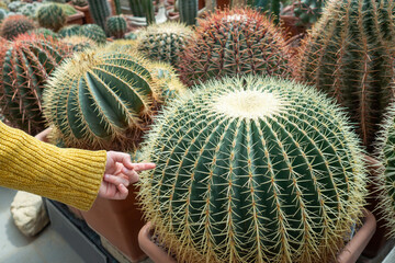 Prickly, feeling concept. Child's hand touches large prickly cactus echinocactus grusonil. large mature plants on ground in a greenhouse of a botanic garden