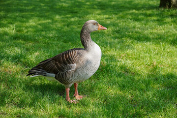 country goose standing on grass getting some shade from the summer sun. profile of a greylag goose