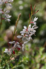 Lindheimer's beeblossom, close-up