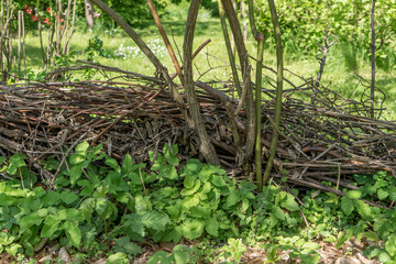Benje hedge and ground goose in the natural garden in spring
