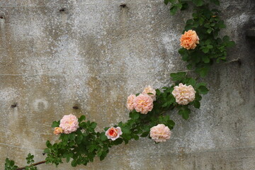 Orange Rose Vine Attached to Garden Wall