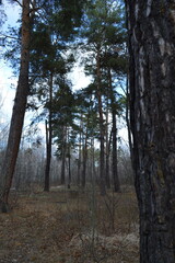 Tall pine trees in the autumn forest