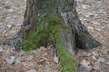 Moss on the bark of a tree in an autumn forest