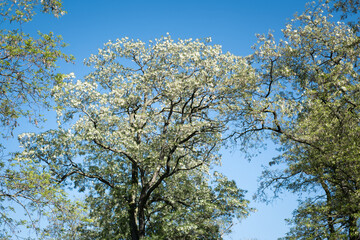 Kwitnące drzewa akacjowe, piękne białe bukiety kwiatowe i słodki zapach unoszącego się pyłku. - obrazy, fototapety, plakaty