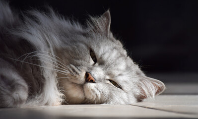 Closeup grey fluffy cat face lying relaxing on a floor with sunlight on head and shadow background