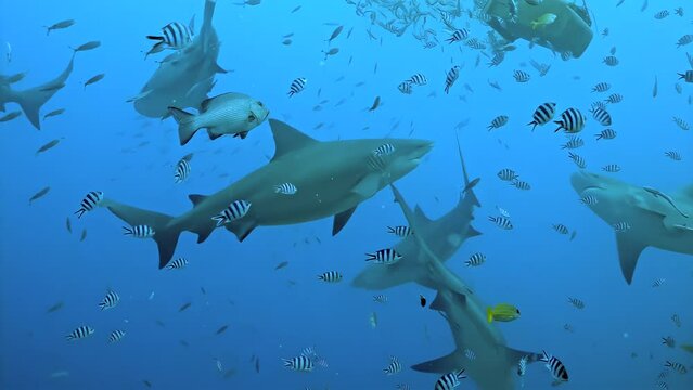 A group of sharks swimming in the ocean with many fish around them