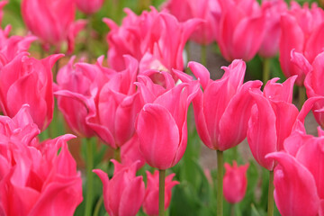 Bright magenta pink lily flowering Tulip, tulipa ‘Pretty Love’ in flower.