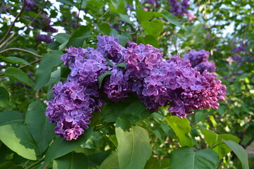 Bush Purple lilac (Syringa) in the botanical garden