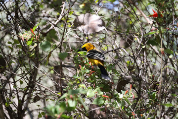 Oriole, yellow bird sitting on a twig in a tree