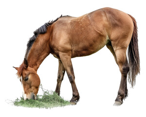Obraz premium Horse chewing grass isolated on white