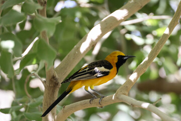 Oriole, yellow bird sitting on a twig in a tree