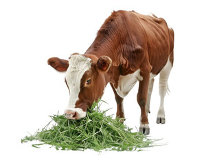 cow on a meadow with green grass on transparent background