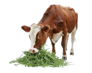 cow on a meadow with green grass on transparent background