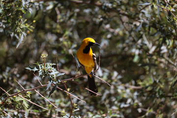 Oriole, yellow bird sitting on a twig in a tree