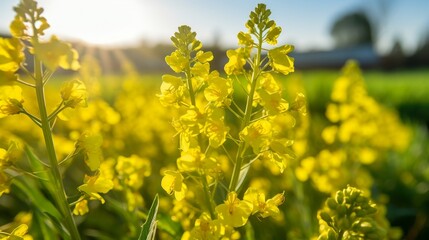 Fototapeta premium Vibrant yellow canola flowers in a field