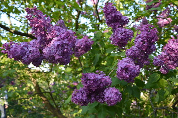 Bush Purple lilac (Syringa) in the botanical garden