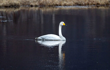 swans on the lake 