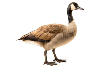 Graceful Canada Goose Graphic Isolated On Transparent Background PNG.