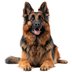 A cute german shepperd with brown and black isolated on transparent background