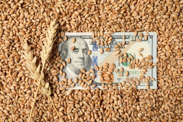 Dollar banknote and wheat ears on grains, top view. Agricultural business