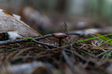 Mushroom in the forest, side and close-up view 
