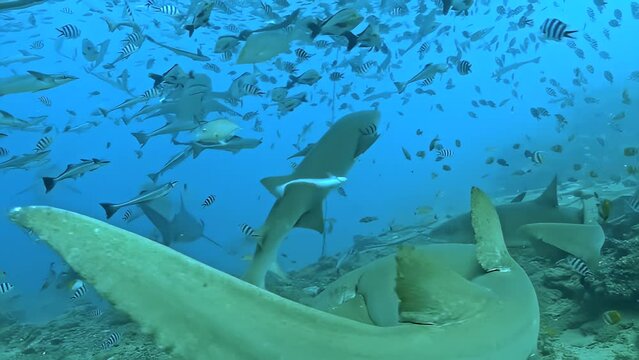 A group of sharks swimming in the ocean. The sharks are mostly green in color. The water is blue and the fish are scattered throughout the scene
